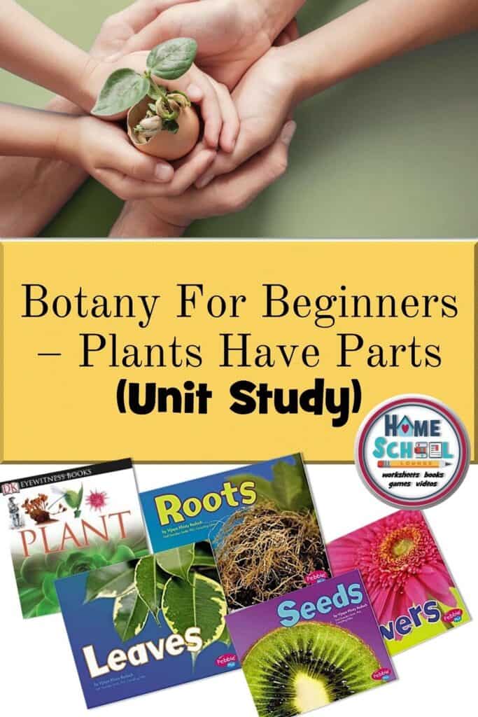 Botany For Beginners Plants Have Special Parts 1000x1500 1